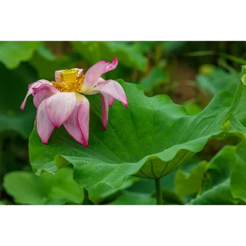 Pink Lotus Plant